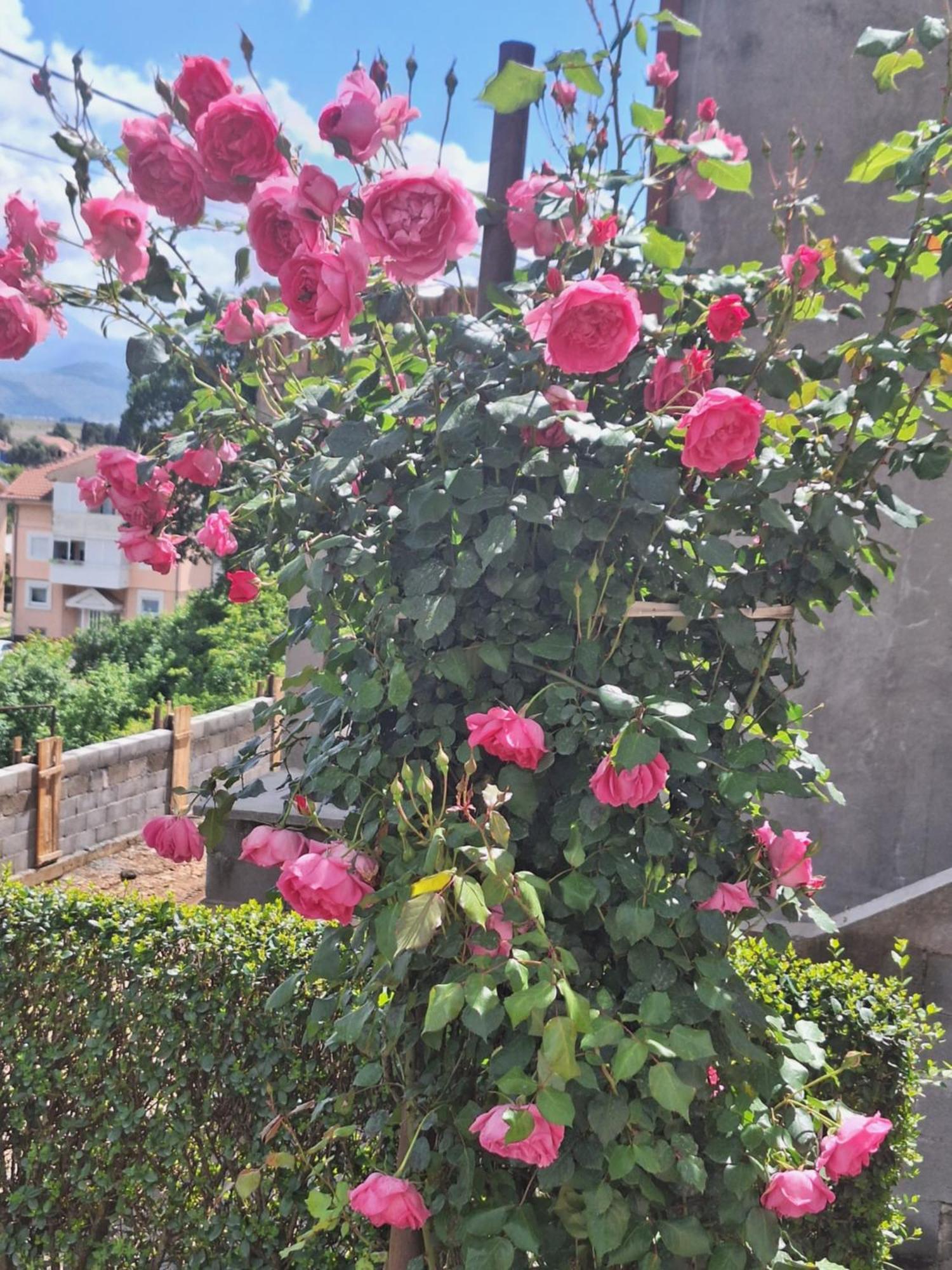Apartmani Ruza Podgorica Exteriér fotografie